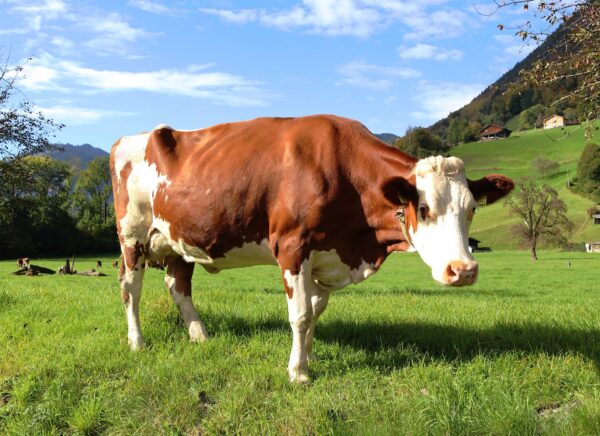 Simmentaler Rinderhappen (Trainingssnack) – Bild 3